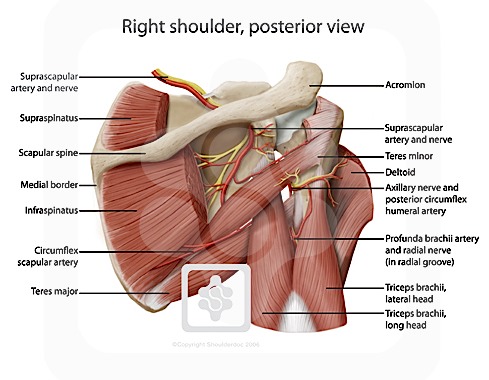 Shoulder Anatomy | New York, NY | HandSport Surgery Institute