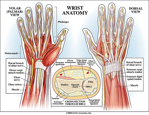 Wrist Anatomy | New York, NY | HandSport Surgery Institute